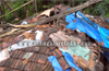 Tree rolls over house at Jeppinamogaru ; 1 injured